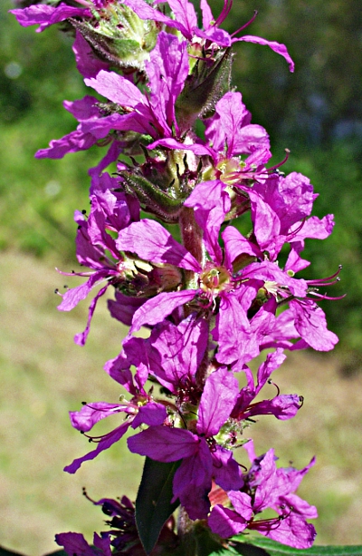 Lythrum salicaria, Gew�hnlicher Blutweiderich, Bl�tenstand