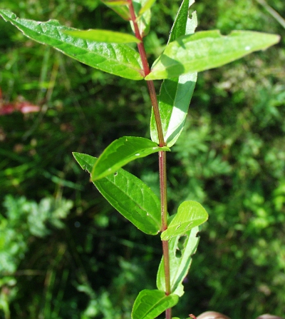 Lythrum salicaria, Gew�hnlicher Blutweiderich, Bl�tter