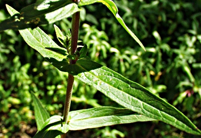 Lythrum salicaria, Gew�hnlicher Blutweiderich, Blatt