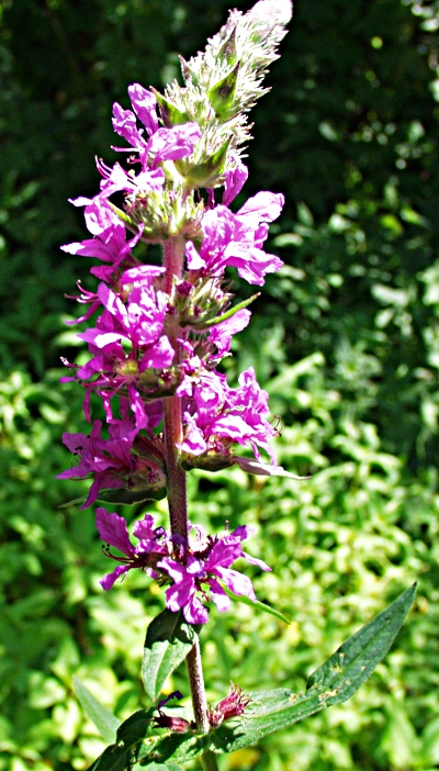Lythrum salicaria, Gewöhnlicher Blutweiderich