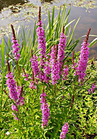 Lythrum salicaria, Blutweiderich