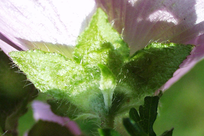 Malva moschata, Moschus-Malve, Auenkelch