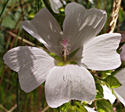 Malva moschata, Moschus-Malve, Blüte