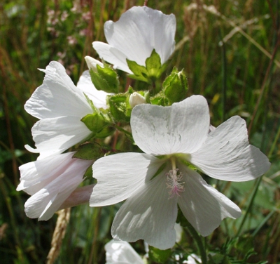 Malva moschata, Moschus-Malve, wei