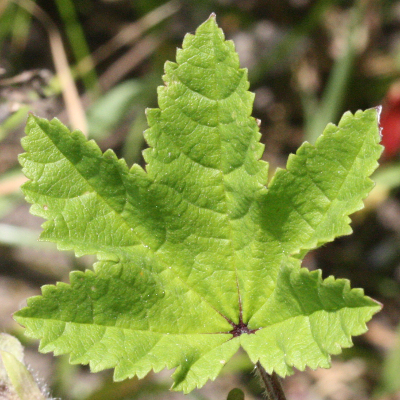 Malva sylvestris, Wilde Malve, Blatt