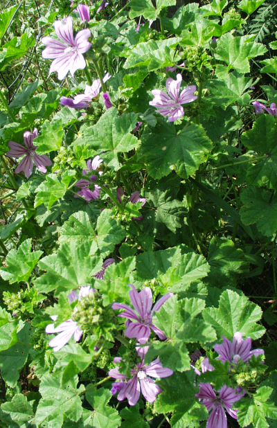 Malva sylvestris, Wilde Malve, Habitus