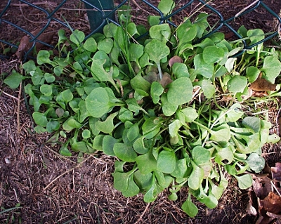 Claytonia perfoliata, Gew�hnliches Tellerkraut