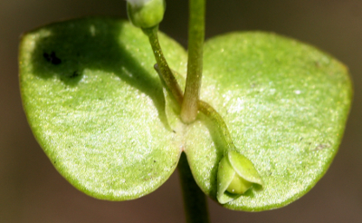 Claytonia perfoliata, Gew�hnliches Tellerkraut, St�ngelbl�tter