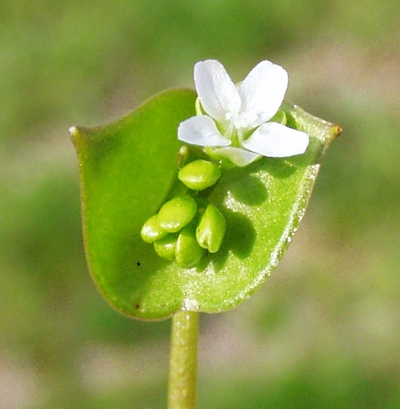 Claytonia perfoliata, Gew�hnliches Tellerkraut, Bl�te