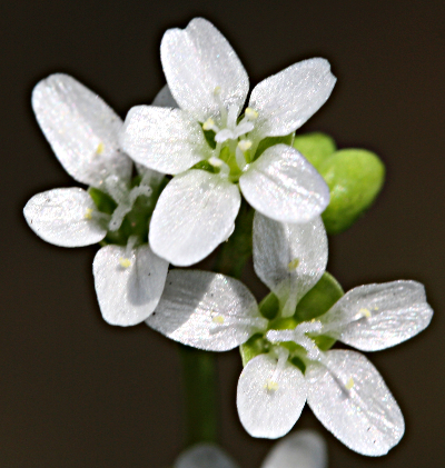 Claytonia perfoliata, Gew�hnliches Tellerkraut, Bl�ten