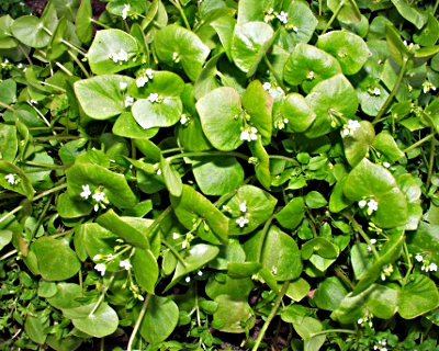 Claytonia perfoliata, Gewöhnliches Tellerkraut