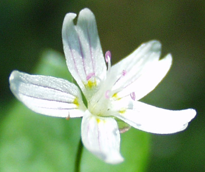 Claytonia sibirica, Sibirisches Tellerkraut, Blüte