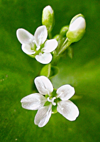Claytonia perfoliata, Gewöhnliches Tellerkraut