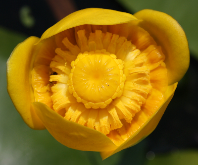 Gelbe Teichrose (Nuphar lutea), Blte