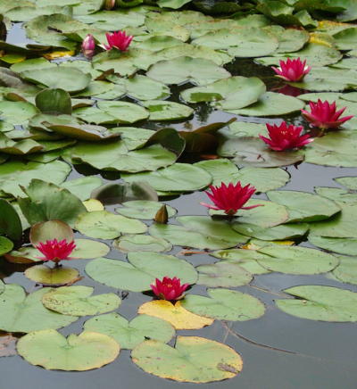 Seerose (Nymphaea)