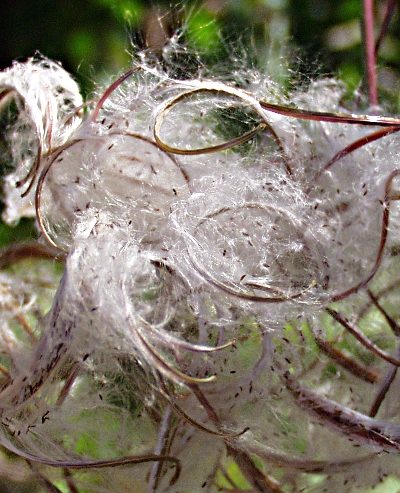Epilobium hirsutum, Zottiges Weidenröschen, Samen