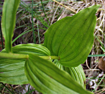 Breitblättrige Stendelwurz, Blätter