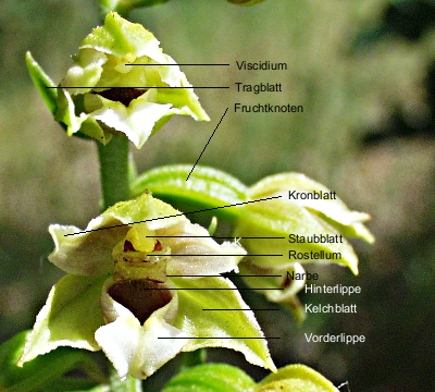 Epipactis helleborine, Breitblättrige Stendelwurz, Blütenorgane