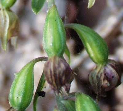 Epipactis helleborine, Breitblättrige Stendelwurz, Früchte
