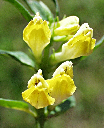 Melampyrum pratense, Wiesen-Wachtelweizen, Blüten