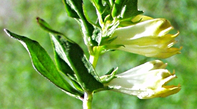 Melampyrum pratense, Hellgelber Wiesen-Wachtelweizen