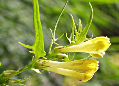 Melampyrum pratense, Gew�hnlicher Wiesen-Wachtelweizen
