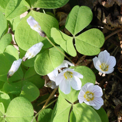 Oxalis acetosella, Wald-Sauuerklee