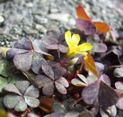 Oxalis corniculata, Hornfrüchtiger Sauerklee