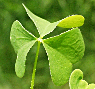 Oxalis stricta, Aufrechter Sauerklee, Blatt