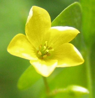 Oxalis stricta, Aufrechter Sauerklee, Blüte