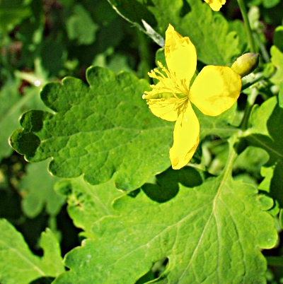 Chelidonium majus, Groes Schllkraut, Blatt, Blten