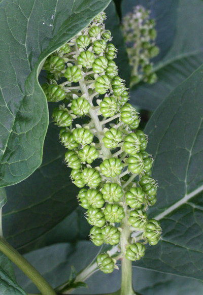 Phytolacca acinosa, Indische Kermesbeere, Fruchtstand