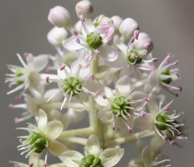 Phytolacca acinosa, Indische Kermesbeere, Knospen und Blüten