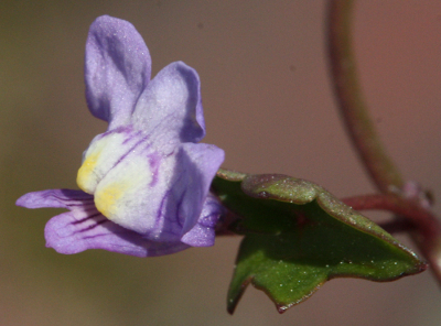 Cymbalaria muralis, Zimbelkraut