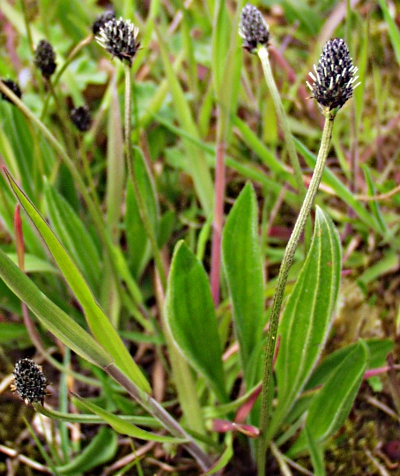 Plantago lanceolata, Spitz-Wegerich