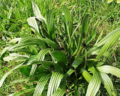 Plantago lanceolata, Spitz-Wegerich, Blätter