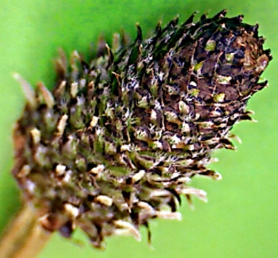 Plantago lanceolata, Spitz-Wegerich, Blütenstand