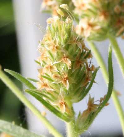 Plantago ovata, Flohsamen-Wegerich