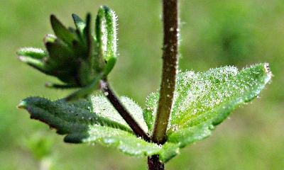 Veronica arvensis, Feld-Ehrenpreis, Blätter