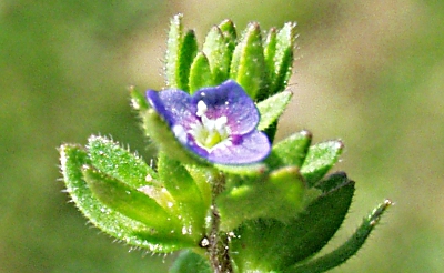 Veronica arvensis, Feld-Ehrenpreis, Blüte