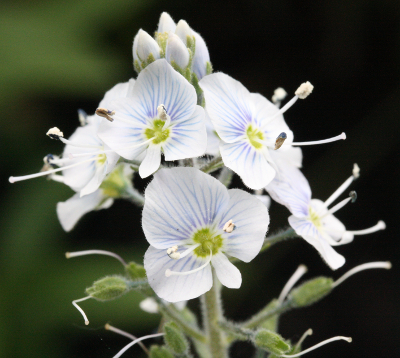 Veronica gentianoides, Enzian-Ehrenpreis
