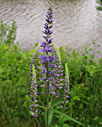 Veronica longifolia, Langblättriger Ehrenpreis