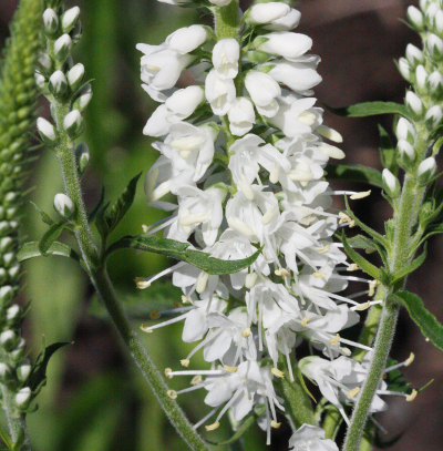 Veronica maritima 'Schneeriesin'