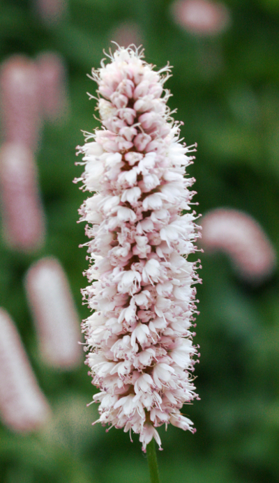 Bisorta officinalis, Schlangen-Kn�terich