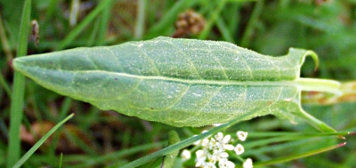 Rumex acetosa, Großer Saueramfer, Blatt