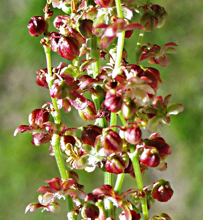 Rumex acetosa, Großer Saueramfer, Blütenstand