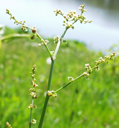 Rumex acetosella, Kleiner Saueramfer, Blütenstand