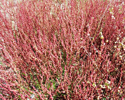 Rumex acetosella, Kleiner Sauerampfer