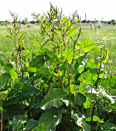 Rumex obtusifolius, Stumpfblättriger Ampfer