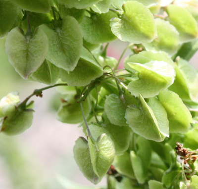 Rumex patientia, Gemüse-Ampfer